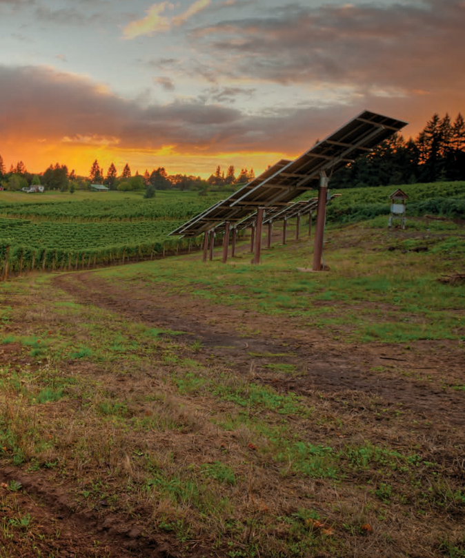 Sokol Blosser Vineyard
